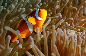 Bali 2016 - False clown anemonefish - Poisson clown a 3 bandes - Amphiprion ocellaris -  IMG_5907_rc